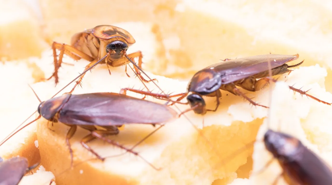 A pest control specialist in protective gear holding a magnifying glass to show a detailed inspection for cockroaches in a kitchen